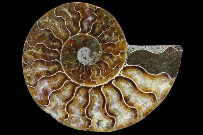Agatized Ammonite Fossil (Half) - Madagascar #83808